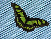 15th Jul 2015 - Green Butterfly