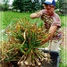 Gathering the Garlic Bunches by olivetreeann