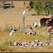 Egrets, Galahs and Calf by ubobohobo