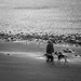 Dog walking on the beach by frequentframes