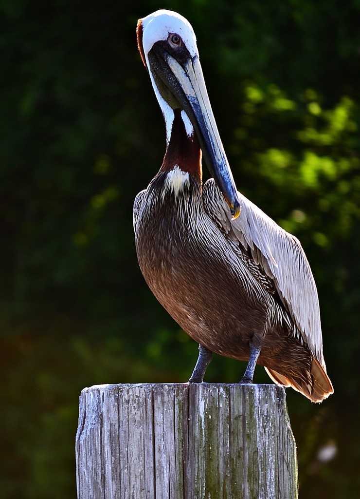 Pelican by soboy5
