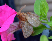 18th Jul 2015 - Moth