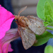 Moth by arkensiel