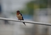 17th Jul 2015 - Barn swallow