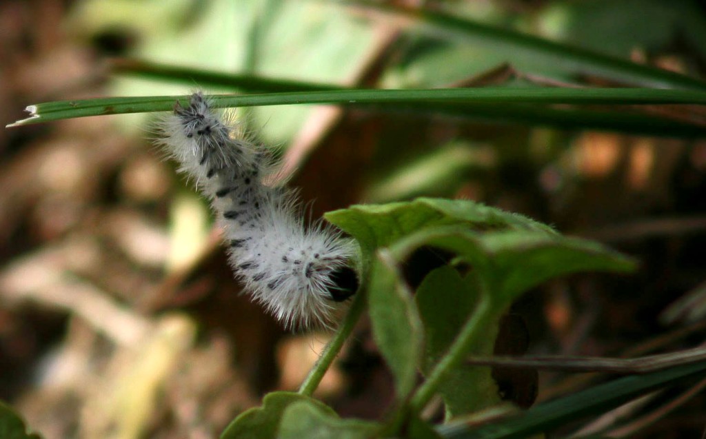 Little caterpillar by mittens
