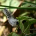 Little caterpillar by mittens