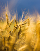 17th Jul 2015 - wheat