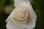 18th Jul 2015 - white rose