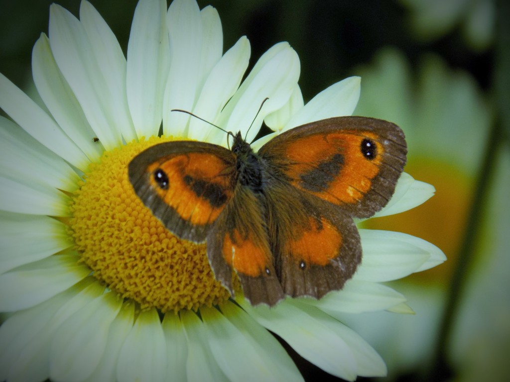 Butterfly by flowerfairyann