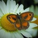 Butterfly by flowerfairyann