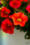 18th Jul 2015 - Red folwers