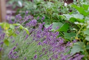 18th Jul 2015 - Lavender in the Garden