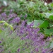 Lavender in the Garden by mattjcuk