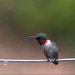 Getting The Hummingbird Stink Eye by paintdipper