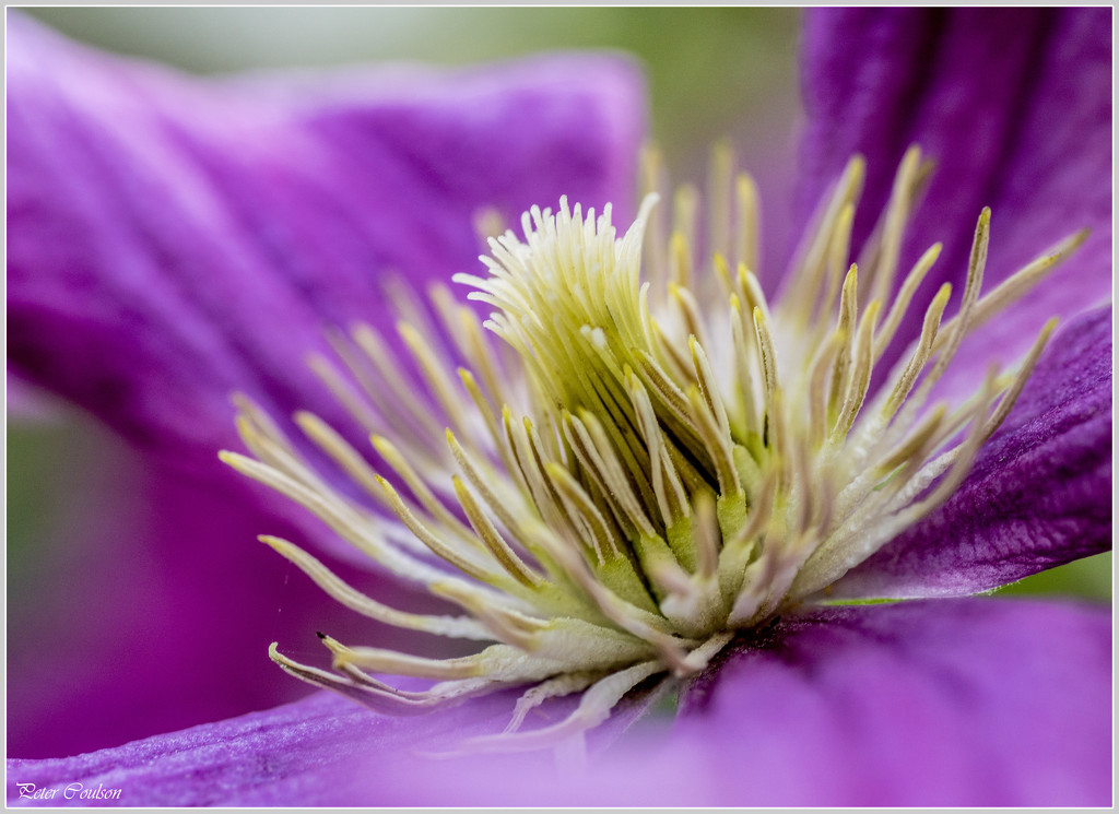 Clematis 2 by pcoulson