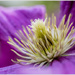 Clematis 2 by pcoulson