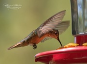18th Jul 2015 - Hummingbird I