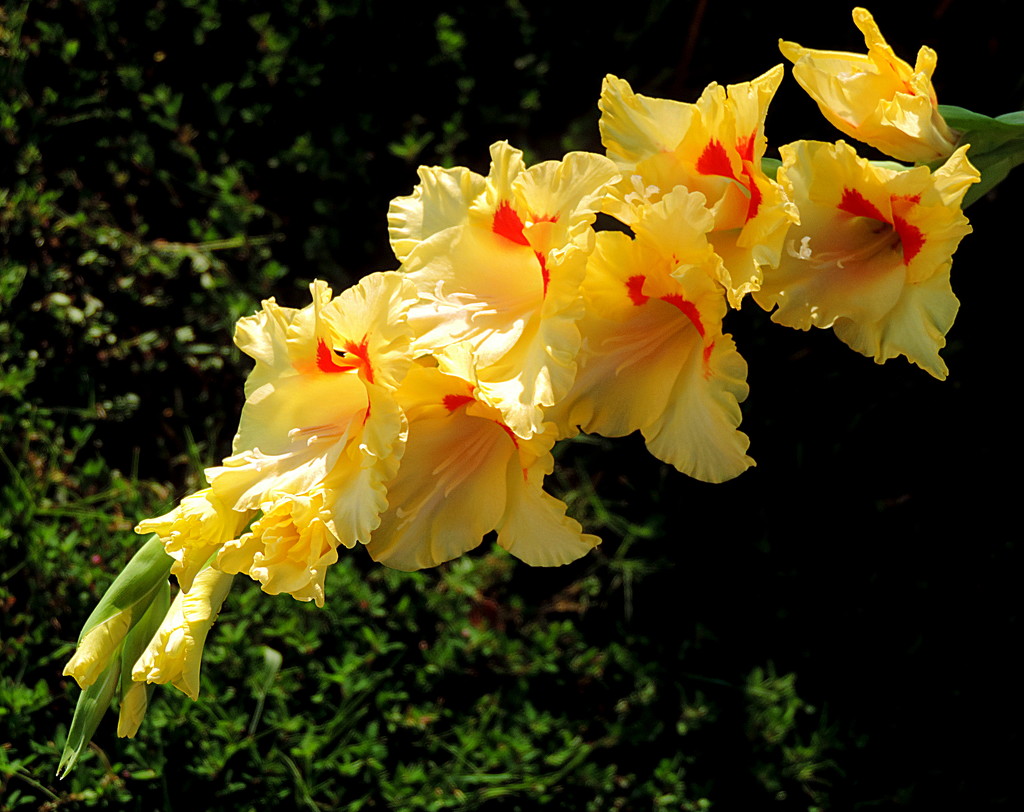 Yellow Gladiola by homeschoolmom