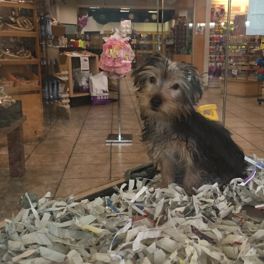 How Much Is That Doggie In The Window? by kerristephens