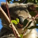 sun squint by koalagardens