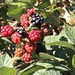 Wild Blackberries by markandlinda