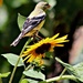 American Goldfinch Perched on a Sunflower by markandlinda