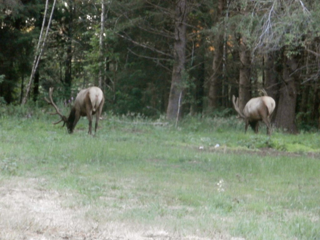 Roosevelt Elk by pandorasecho