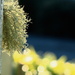Yellow mellow lichen by kiwinanna