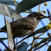 Yellow faced honeyeater by flyrobin