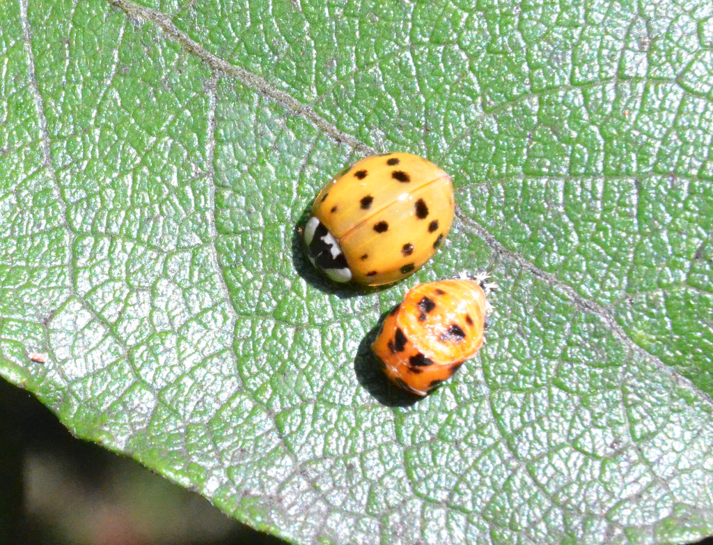 Ladybird and Larvae by arkensiel