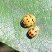 Ladybird and Larvae by arkensiel