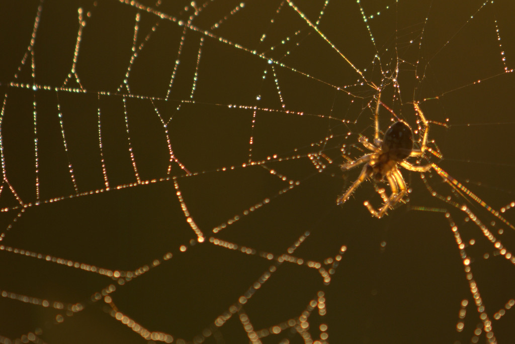 Web in the morning light by jayberg