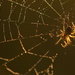 Web in the morning light by jayberg