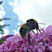 Buddlia and Bee. by wendyfrost