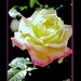 One Single Rose by vernabeth