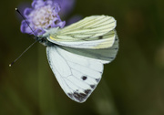 19th Jul 2015 - The Butterfly hunt continues........
