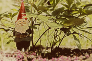 16th Jul 2015 - Gnome on the roam in my home