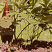 Gnome on the roam in my home by shesnapped