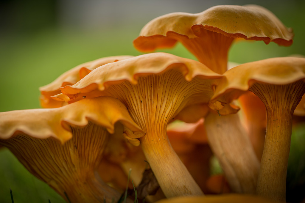 Jack-o'-lantern mushroom by lindasees
