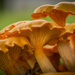 Jack-o'-lantern mushroom by lindasees