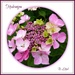 Hydrangea  by beryl