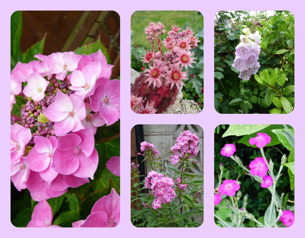 July in the pink by beryl