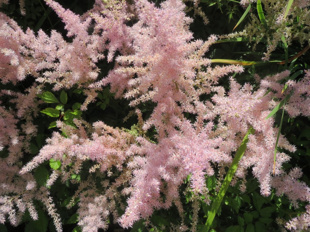 Astilbe by foxes37