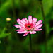 Pink flower by elisasaeter