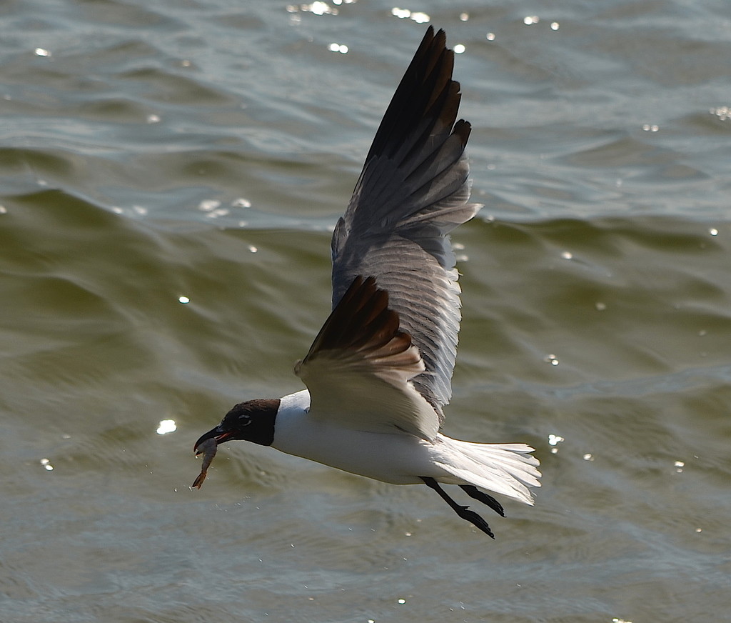 Fishing gull by congaree