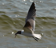19th Jul 2015 - Fishing gull