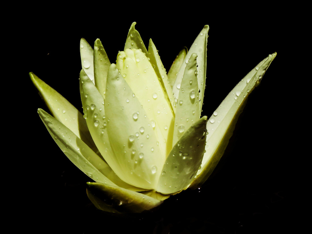 Was It the Water Lily or the Waterdrops? by milaniet