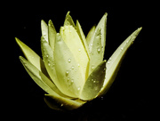 19th Jul 2015 - Was It the Water Lily or the Waterdrops?