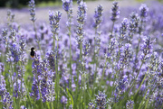 19th Jul 2009 - Let there Bee Lavender!