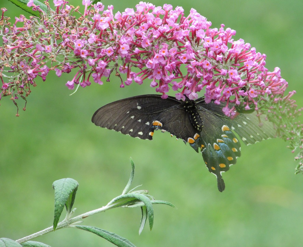 Ragged Wing by tunia